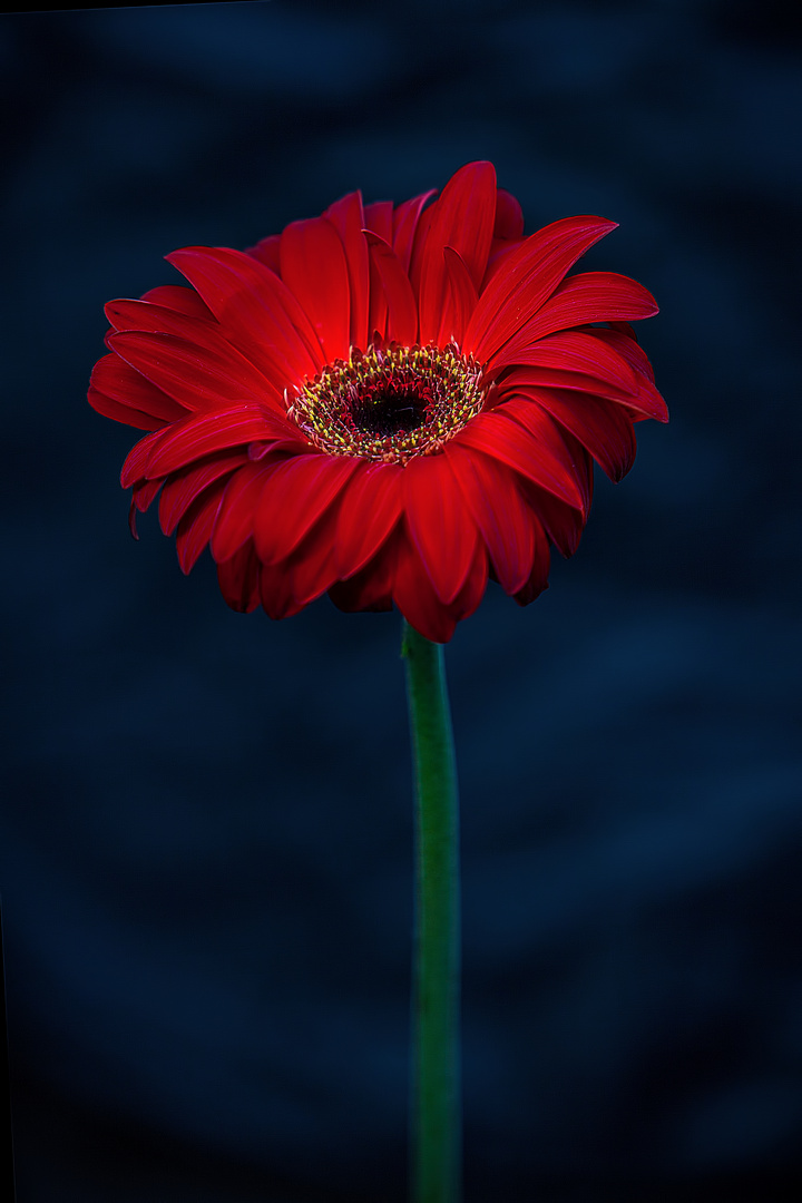 Gerbera