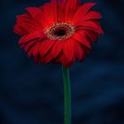 Gerbera