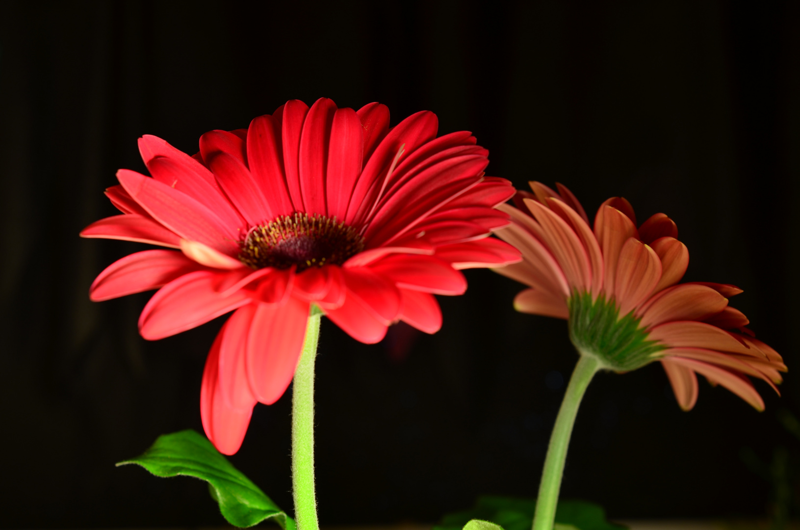 Gerbera