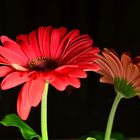 Gerbera