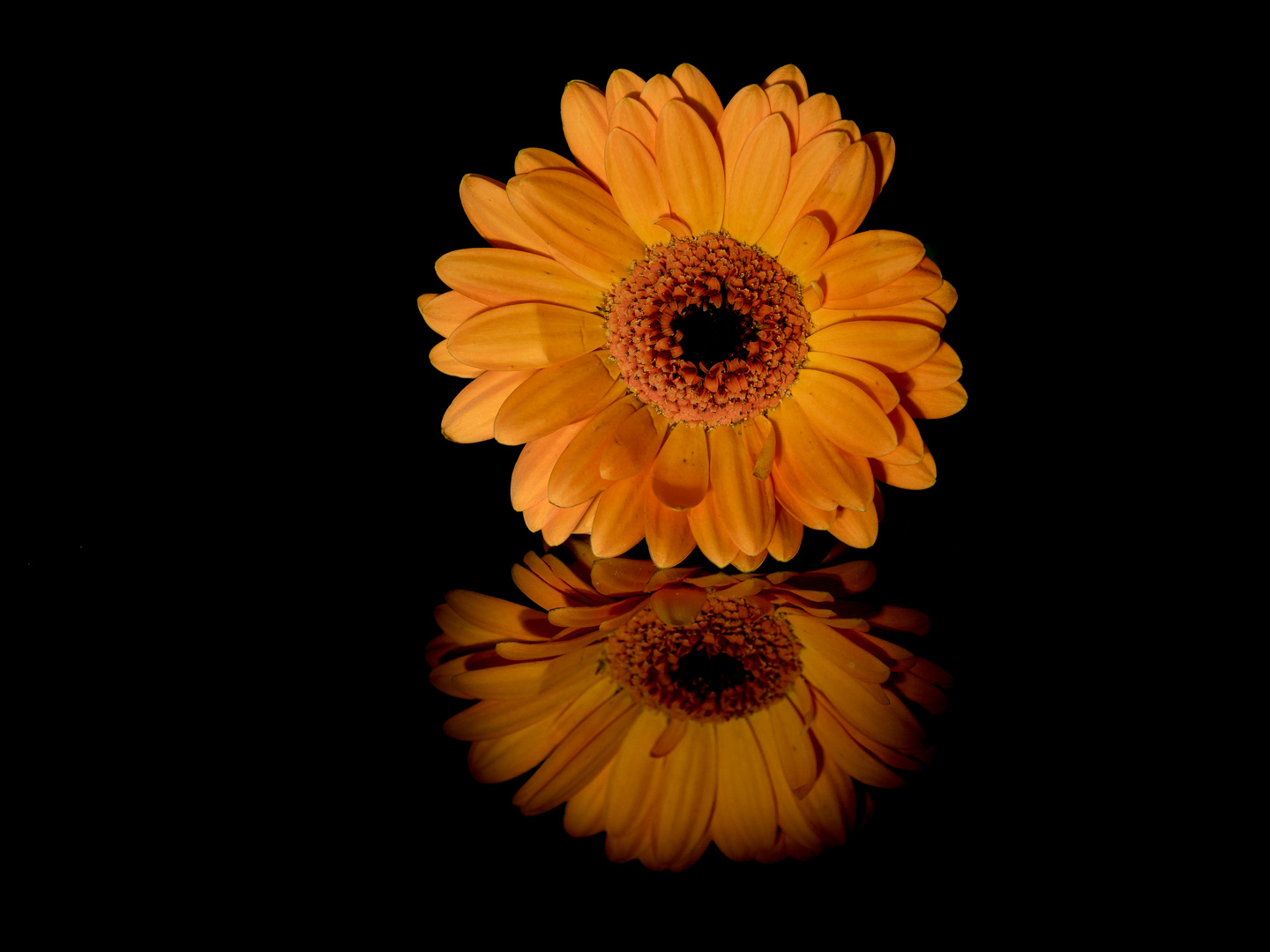 Gerbera