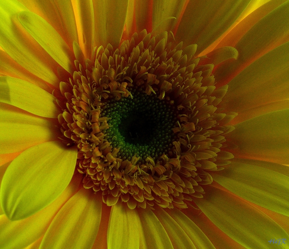 Gerbera