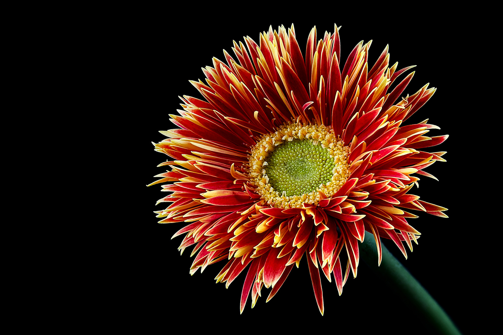 Gerbera 