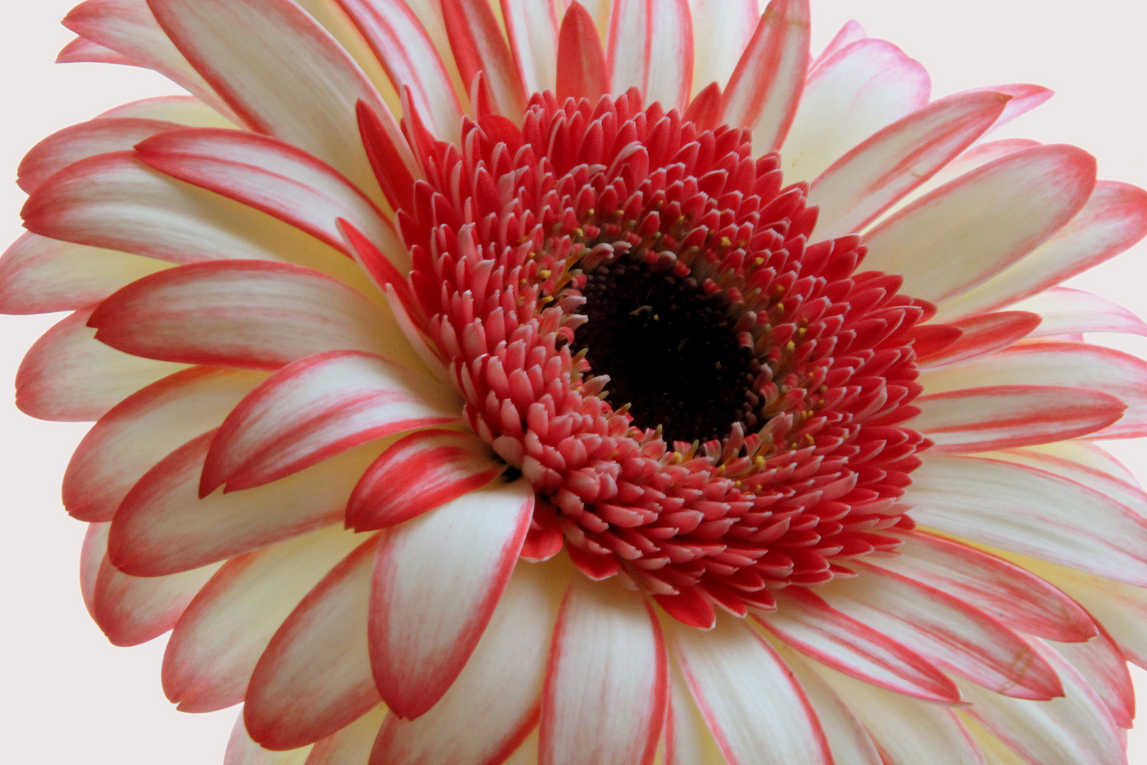 Gerbera