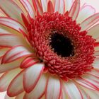 Gerbera