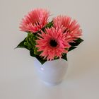 Gerbera