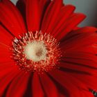 Gerbera