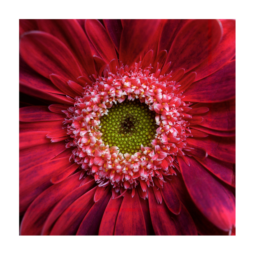 Gerbera