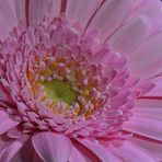 Gerbera