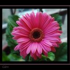 Gerbera