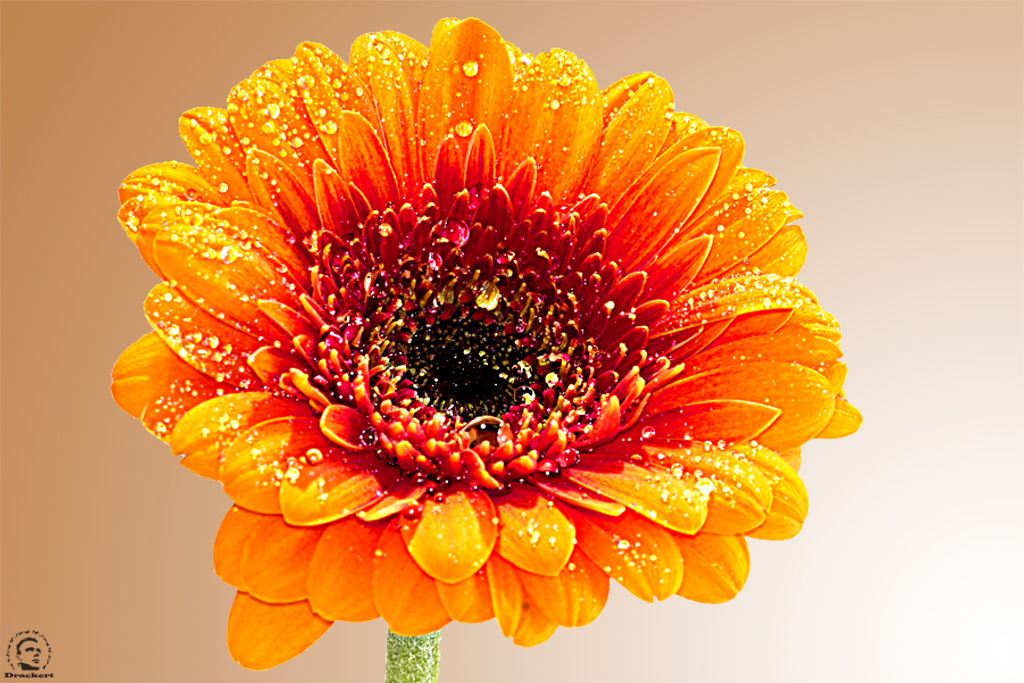 Gerbera