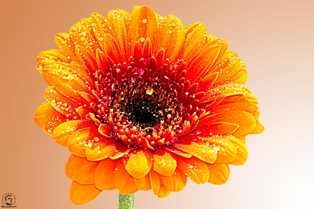 Gerbera