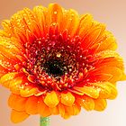 Gerbera