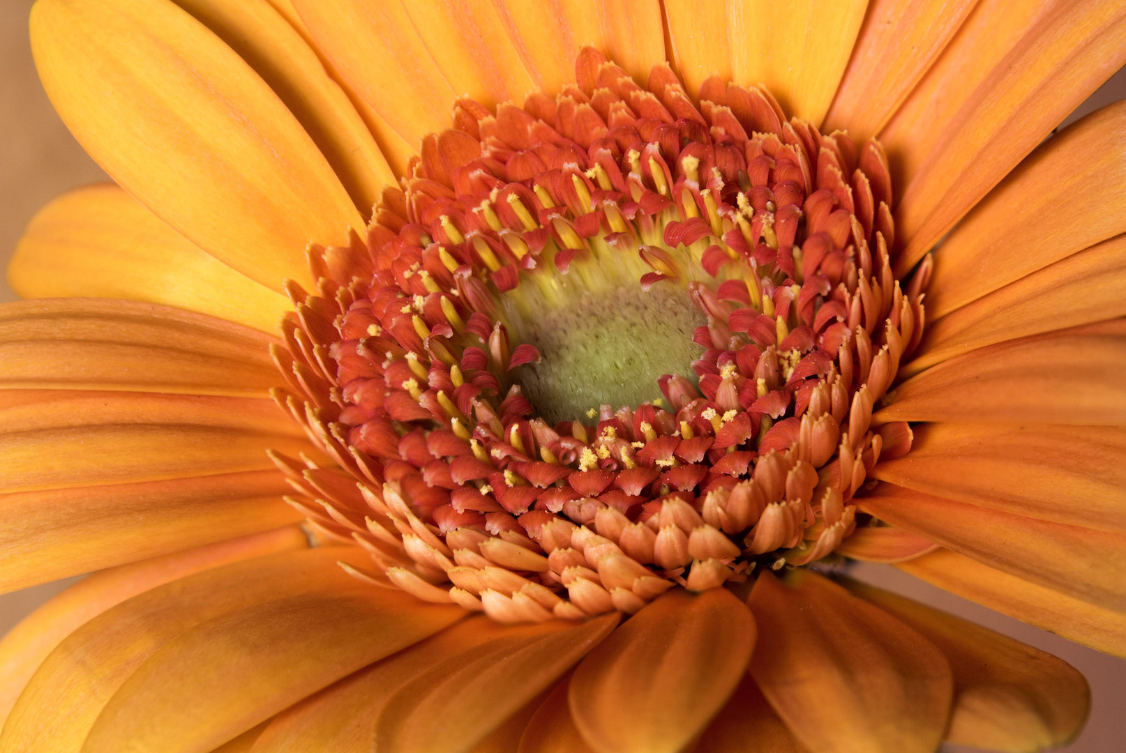 Gerbera