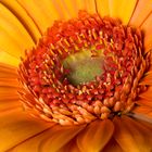 Gerbera