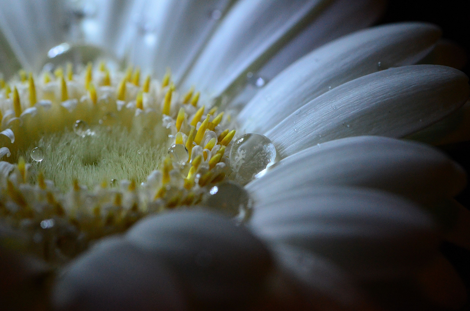 *Gerbera*