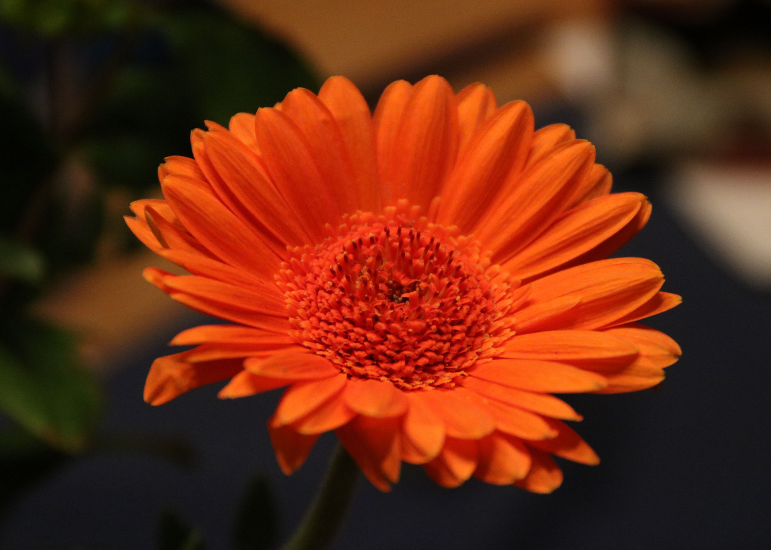 Gerbera