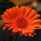 Gerbera