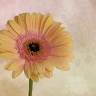 Gerbera  