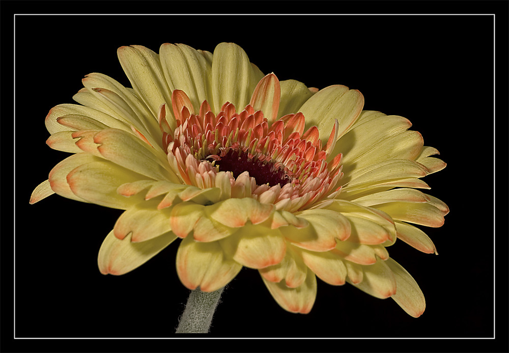 Gerbera