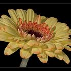 Gerbera