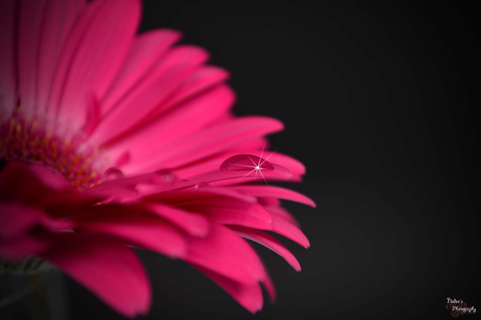 Gerbera