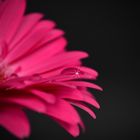 Gerbera