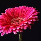 Gerbera