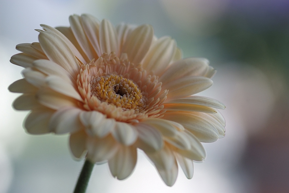 Gerbera