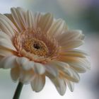 Gerbera