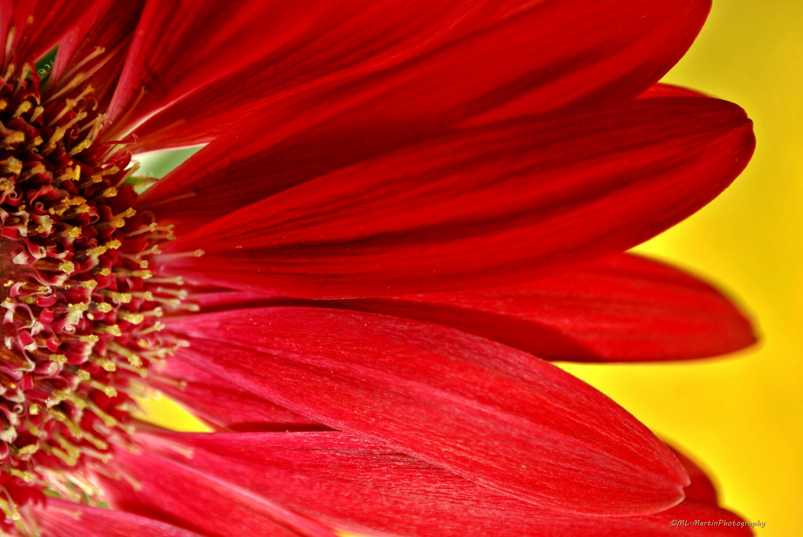 Gerbera