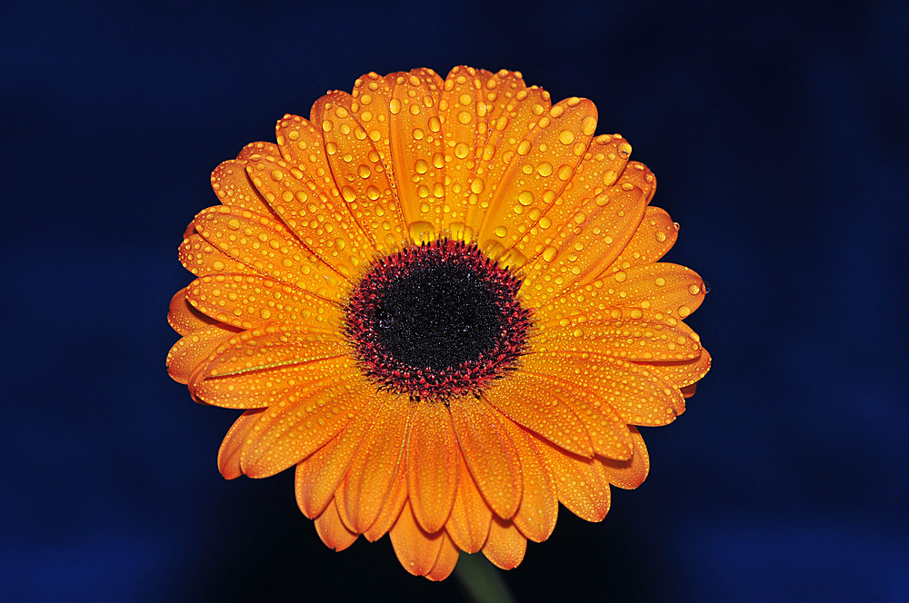 Gerbera