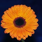 Gerbera