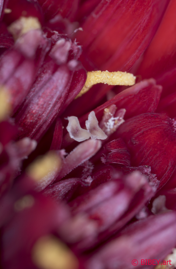 Gerbera 