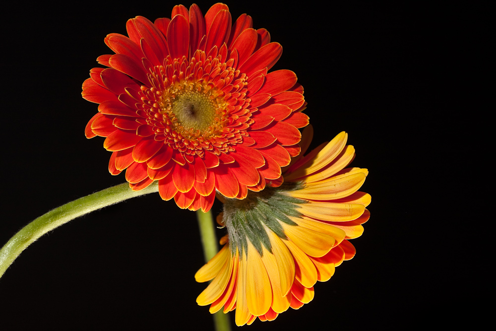 Gerbera