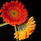 Gerbera