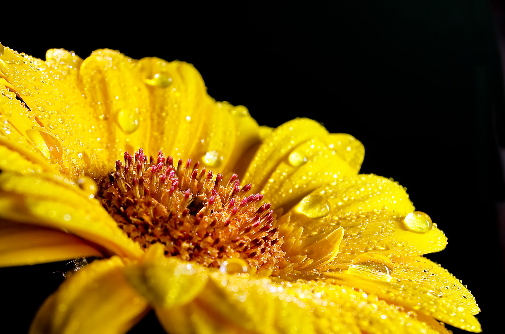 Gerbera