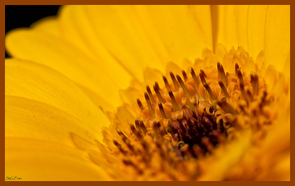 Gerbera