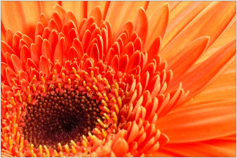 Gerbera