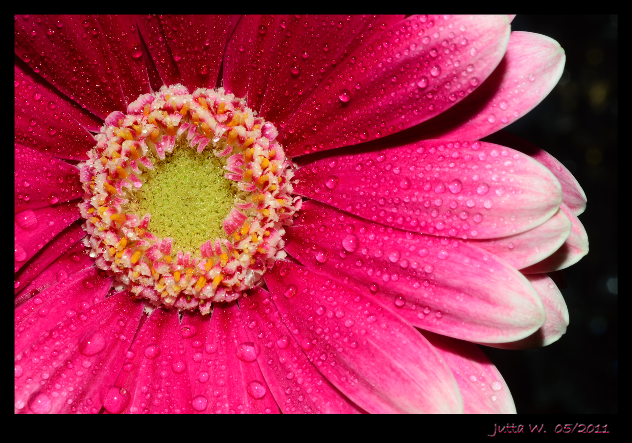 Gerbera