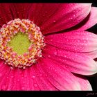 Gerbera