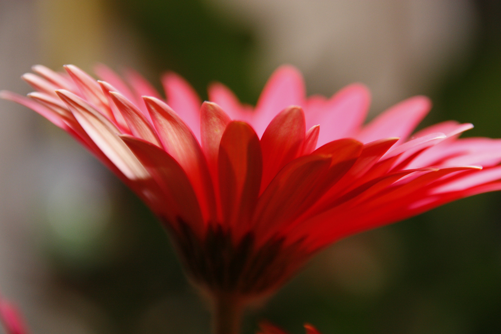 Gerbera