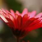 Gerbera