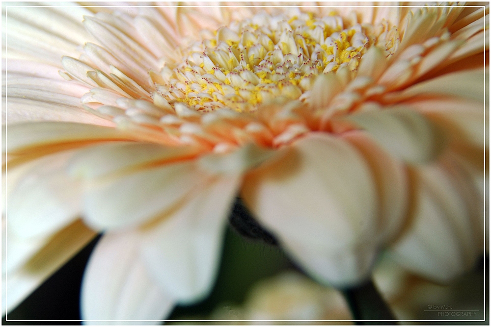 Gerbera