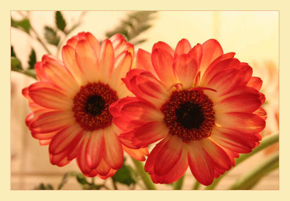 Gerbera