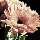 Gerbera 5