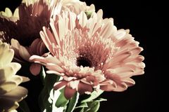 Gerbera 5