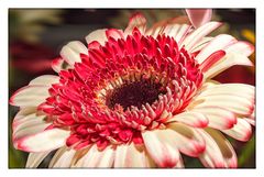 Gerbera