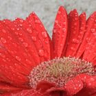 GERBERA