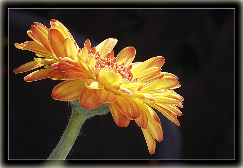 Gerbera